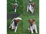 Quelques chiots Fox-terrier à poil lisse issus de sa production
