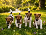 Quelques chiots Fox-terrier à poil lisse issus de la production de Titi-Prince, étalon reconnu pour transmettre type, élégance et excellent caractère.