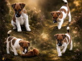 Quelques chiots Fox-terrier à poil lisse issus de la production de Titi-Prince, étalon reconnu pour transmettre type, élégance et excellent caractère.