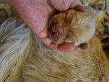 Chiot Chow Chow à vendre