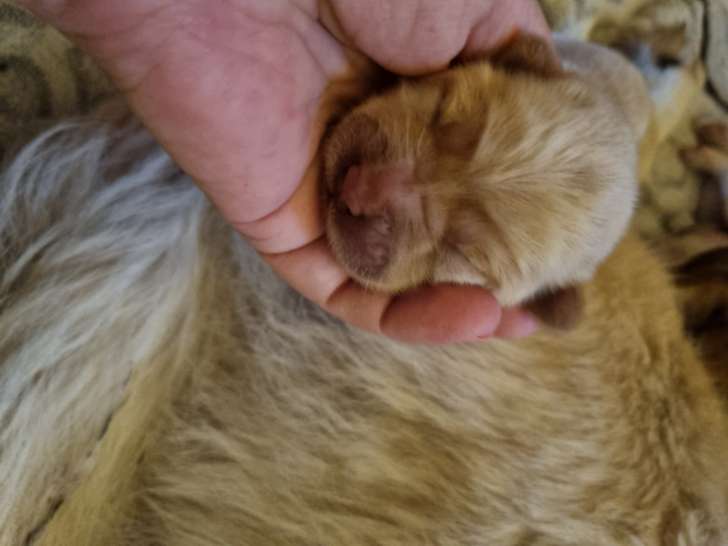 Chiot Chow Chow à vendre