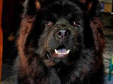 Chiot Chow Chow à vendre