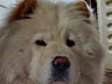 Chiot Chow Chow à vendre