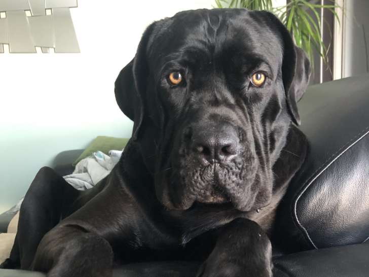 Mâle Cane Corso disponible pour saillie