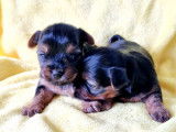 Superbes chiots Yorkshire Terrier à vendre