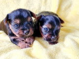 Superbes chiots Yorkshire Terrier à vendre