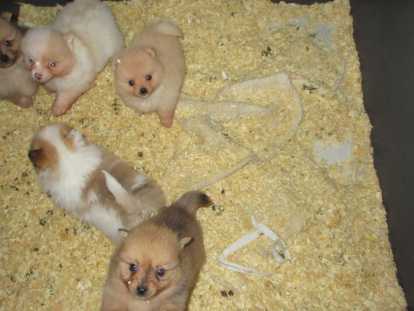 Chiot de type Keeshond à vendre