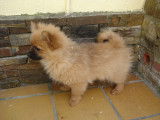 Chiot de type Keeshond à vendre