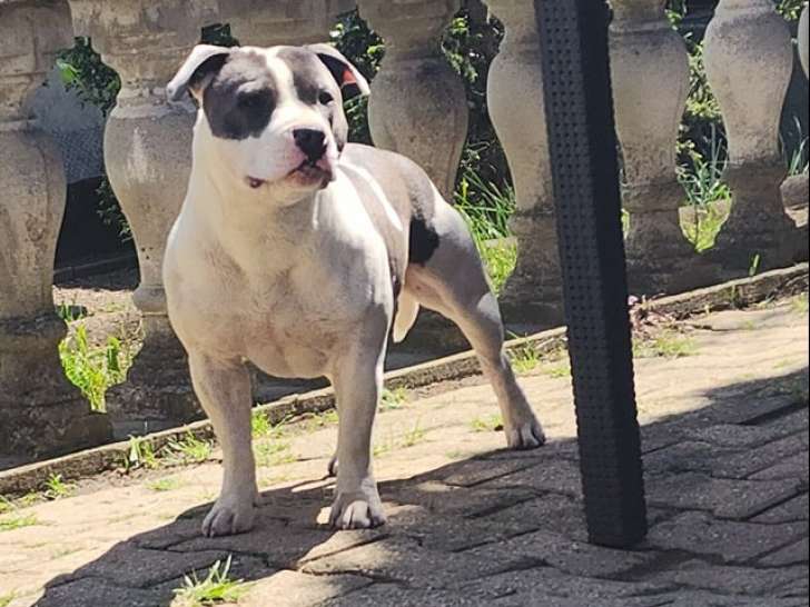 Disponible à la saillie, un chien Staffy LOF