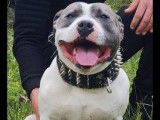 Disponible à la saillie, un chien Staffy LOF