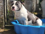 Disponible à la saillie, un chien Staffy LOF