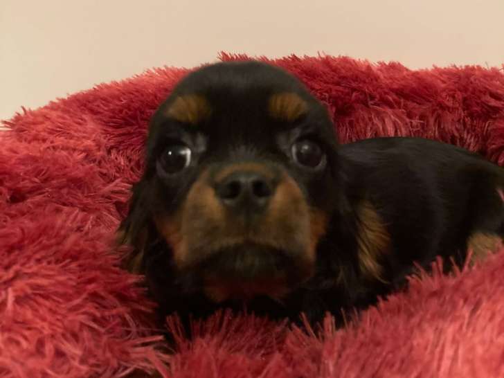 Femelle Cavalier King Charles LOF