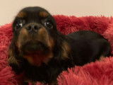 Femelle Cavalier King Charles LOF