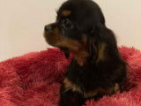 Femelle Cavalier King Charles LOF