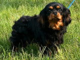 Mâle Cavaliers King Charles LOF