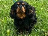 Mâle Cavaliers King Charles LOF