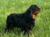 Mâle Cavaliers King Charles LOF