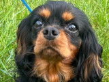 Mâle Cavaliers King Charles LOF