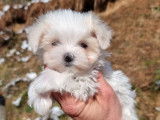 5 chiots Bichons Maltais LOF, à réserver