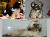 À réserver : 7 chiots Shih Tzu LOF