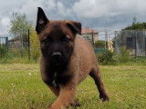 4 chiots Bergers Belges Malinois LOF disponibles à la réservation