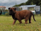4 chiots Bergers Belges Malinois LOF disponibles à la réservation