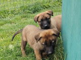 4 chiots Bergers Belges Malinois LOF disponibles à la réservation