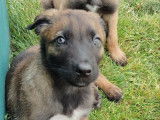 4 chiots Bergers Belges Malinois LOF disponibles à la réservation