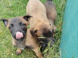 4 chiots Bergers Belges Malinois LOF disponibles à la réservation
