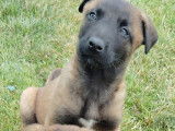 4 chiots Bergers Belges Malinois LOF disponibles à la réservation