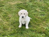 3 chiots mâles Golden Retrievers LOF disponibles à la vente