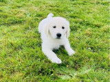 3 chiots mâles Golden Retrievers LOF disponibles à la vente