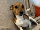Chien Jack Russel à vendre