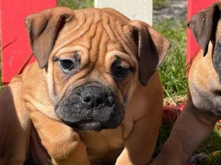 5 chiots femelles Bulldog Continental LOF, à vendre