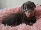 Magnifiques chiots Dobermann à vendre