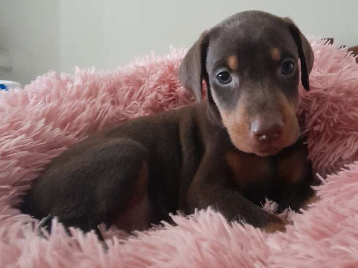 Magnifiques chiots Dobermann à vendre