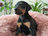 Magnifiques chiots Dobermann à vendre