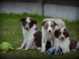 Chiots Border Collie à vendre