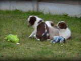 Chiots Border Collie à vendre