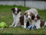 Chiots Border Collie à vendre