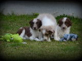 Chiots Border Collie à vendre