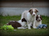 Chiots Border Collie à vendre