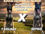10 chiots Malinois LOF à réserver