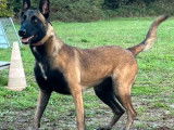 10 chiots Malinois LOF à réserver