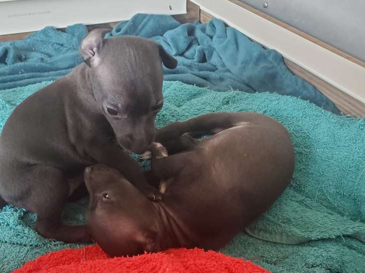 À réserver : 4 chiots Lévriers Italiens LOF