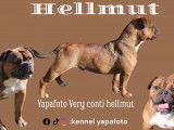 Hellmut