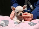 &Agrave; vendre : 1 chiot m&acirc;le Chihuahua LOF