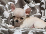 &Agrave; vendre : 1 chiot m&acirc;le Chihuahua LOF