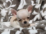 &Agrave; vendre : 1 chiot m&acirc;le Chihuahua LOF