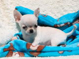&Agrave; vendre : 1 chiot m&acirc;le Chihuahua LOF
